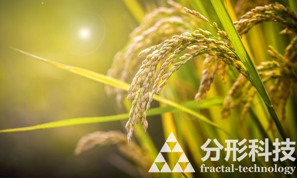 汉江流域农业博览会：瓜果田间，云端漫游！